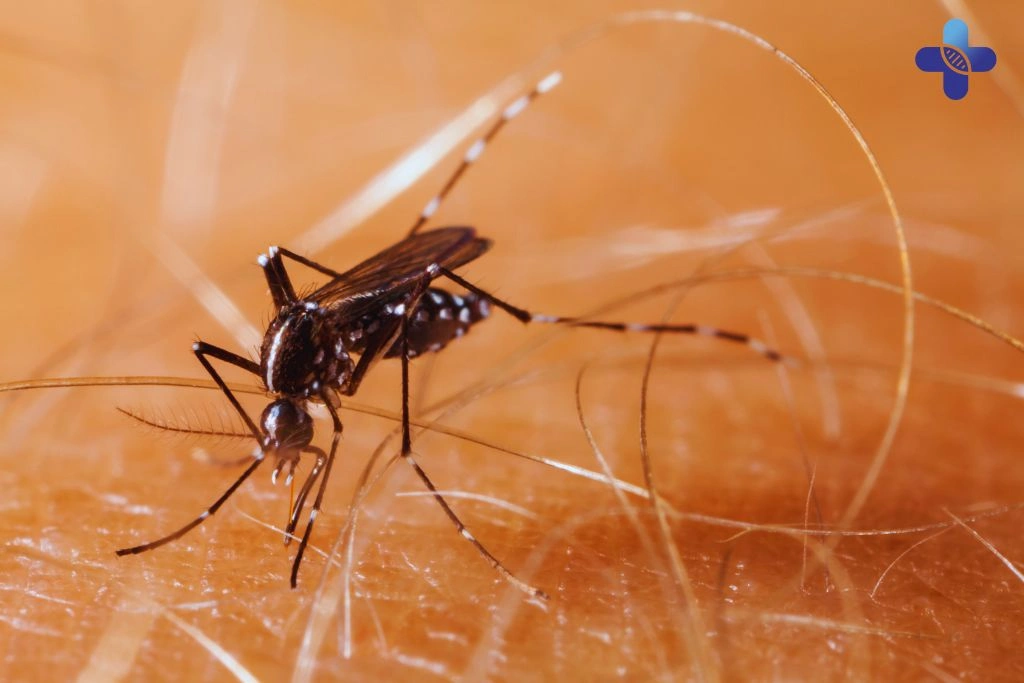 Chikungunya in Bali Symptoms, Prevention, and Essential Tips for Staying Safe and Healthy