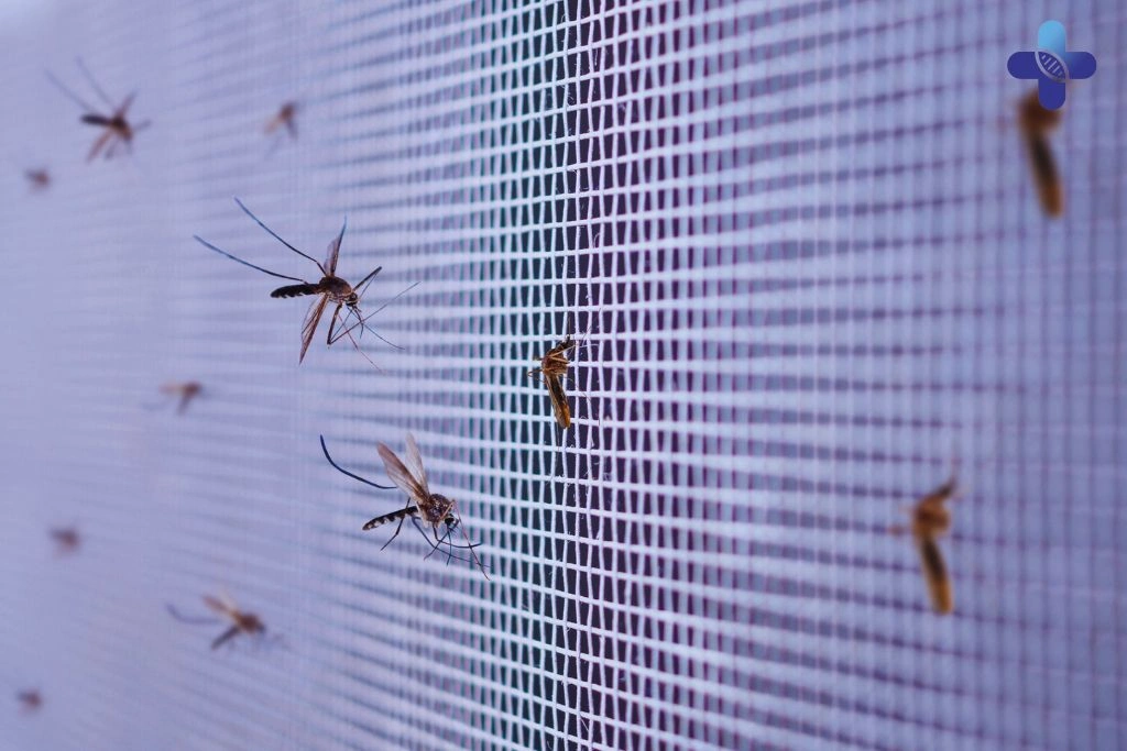 Conclusion Dengue Fever in Bali Symptoms, Prevention, and Treatment