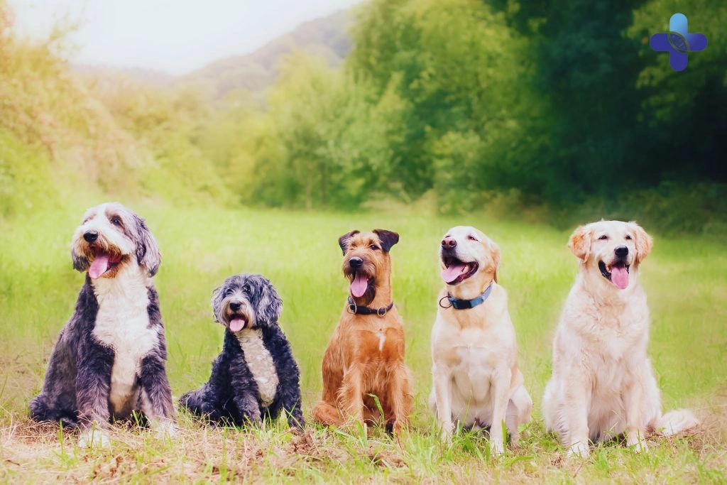 Conclusion Rabies in Bali Risks, Prevention, and Medical Care