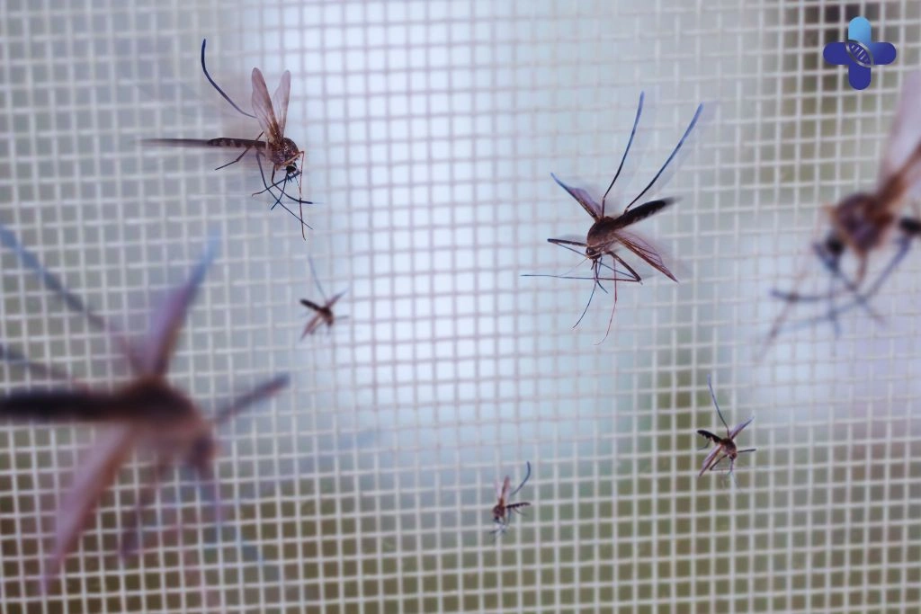Conclusion of Chikungunya in Bali Symptoms, Prevention, and Essential Tips for Staying Safe and Healthy