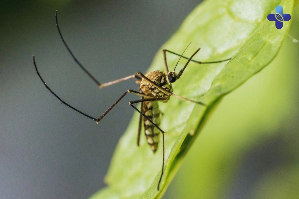 Conclusion of Japanese Encephalitis in Bali Understanding the Risks, Symptoms, and Prevention Methods
