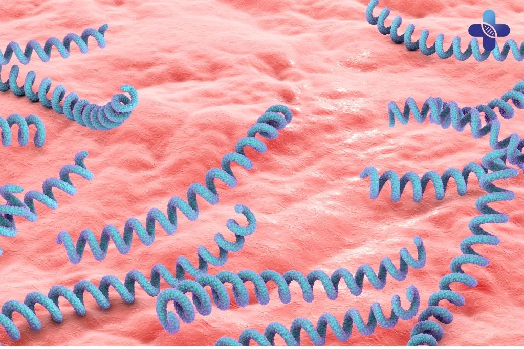 How Syphilis is Transmitted