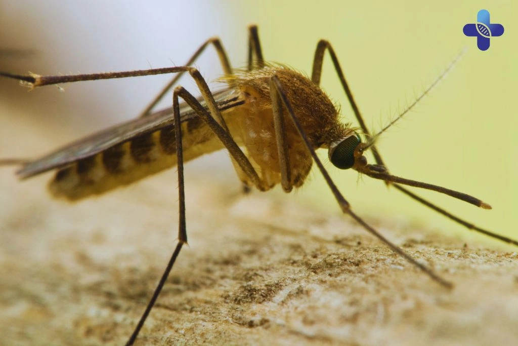 Japanese Encephalitis in Bali Understanding the Risks, Symptoms, and Prevention Methods