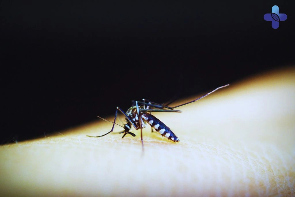Malaria in Bali Understanding the Risks, Symptoms, and Treatment Options