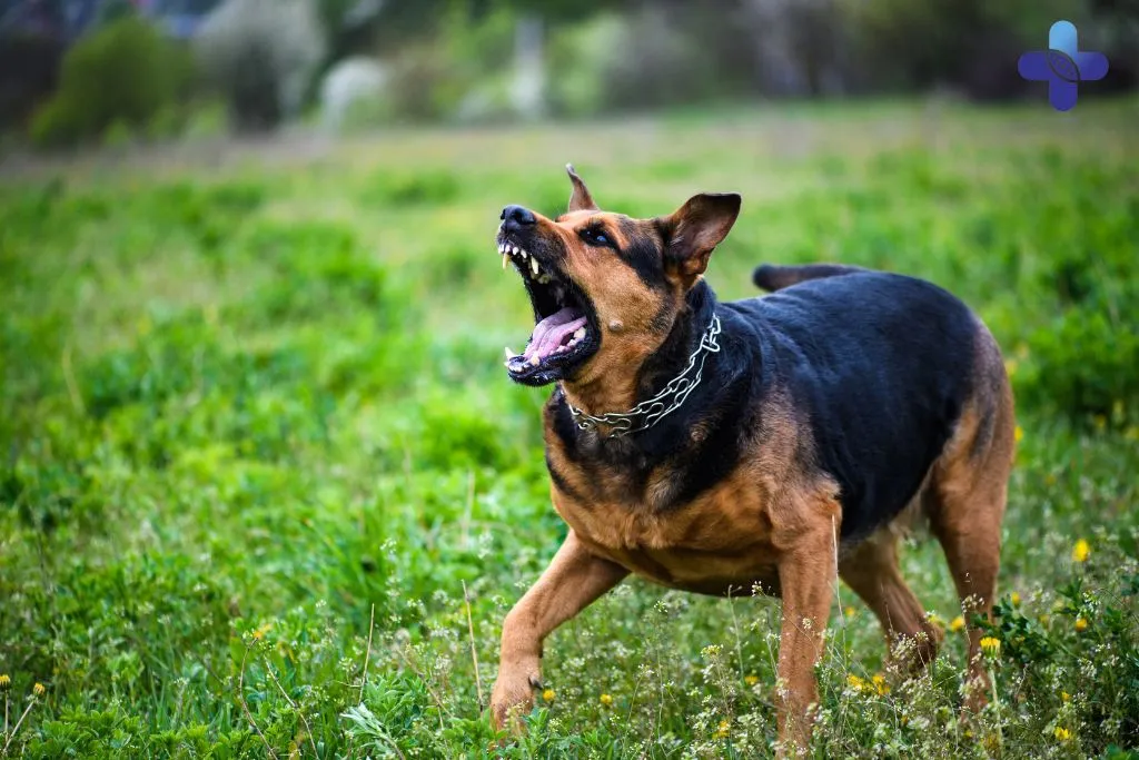 Rabies Diseases in Bali