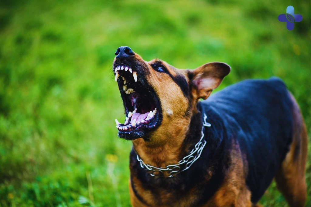 Rabies in Bali Risks, Prevention, and Medical Care
