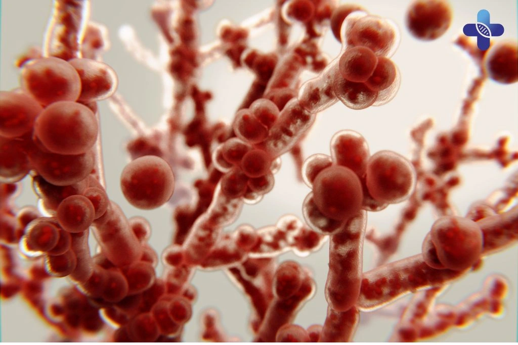Symptoms of Candida Infection