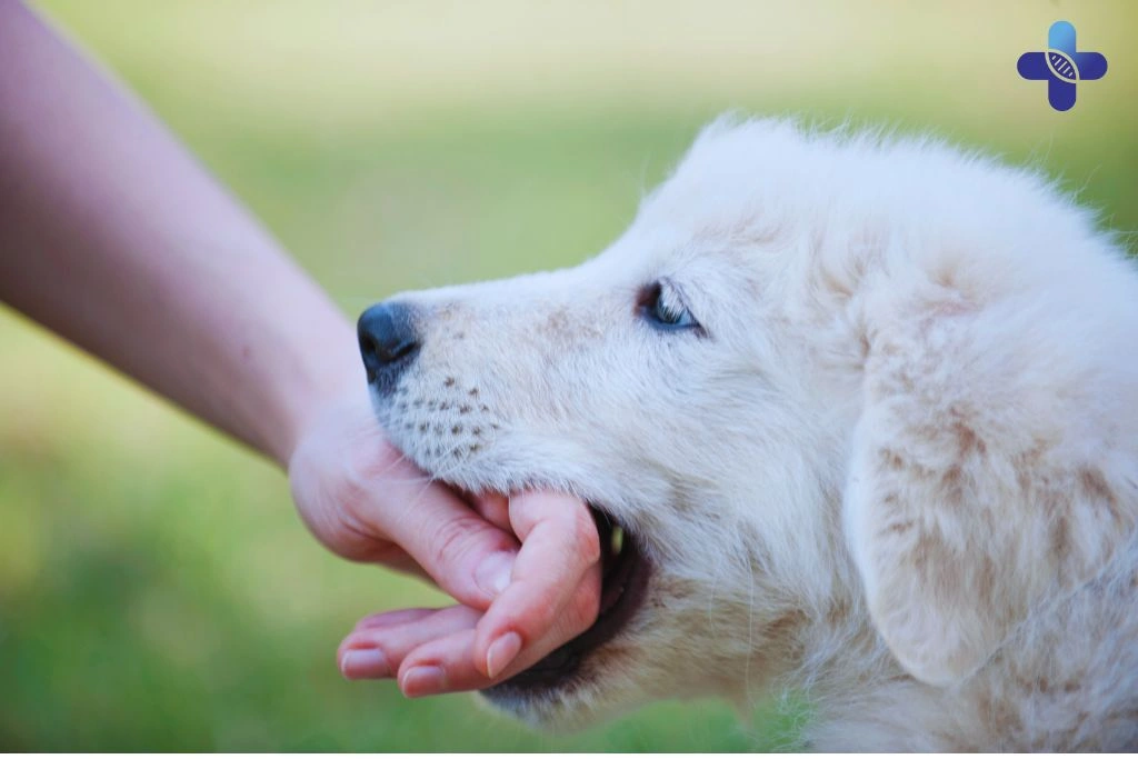 Animal Bites in Bali How to Respond and Where to Seek Help