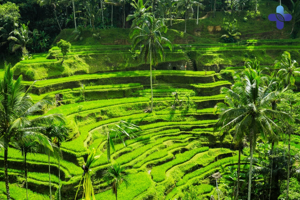 Unexpected Skin Rashes After a Bali Hookup – What It Could Mean