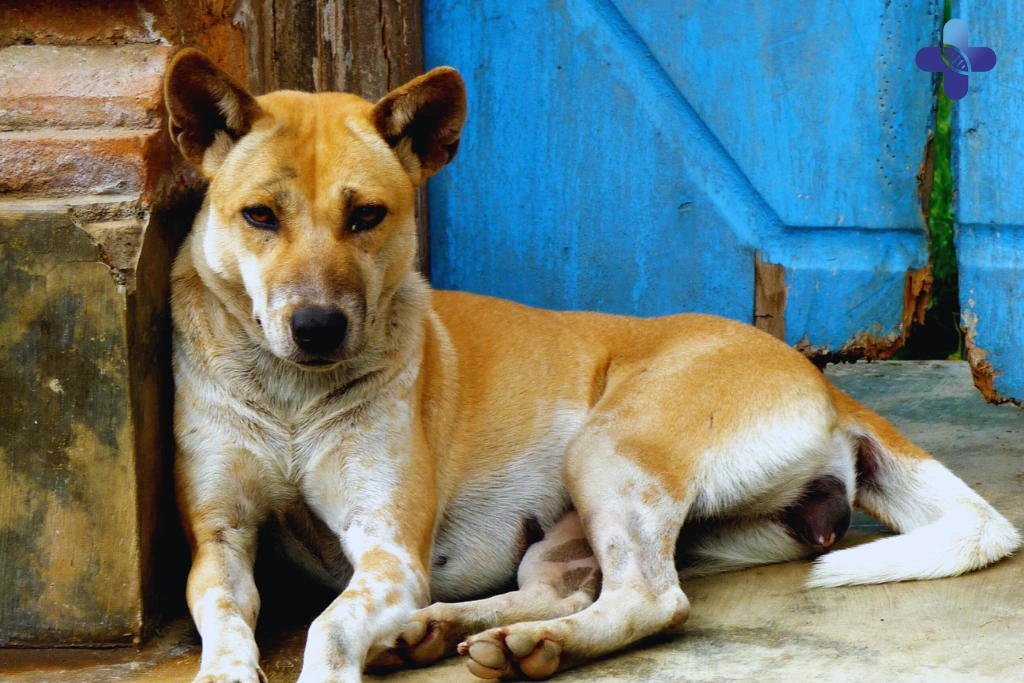 A Living Piece of History_ The Unique Genetics of the Bali Dog