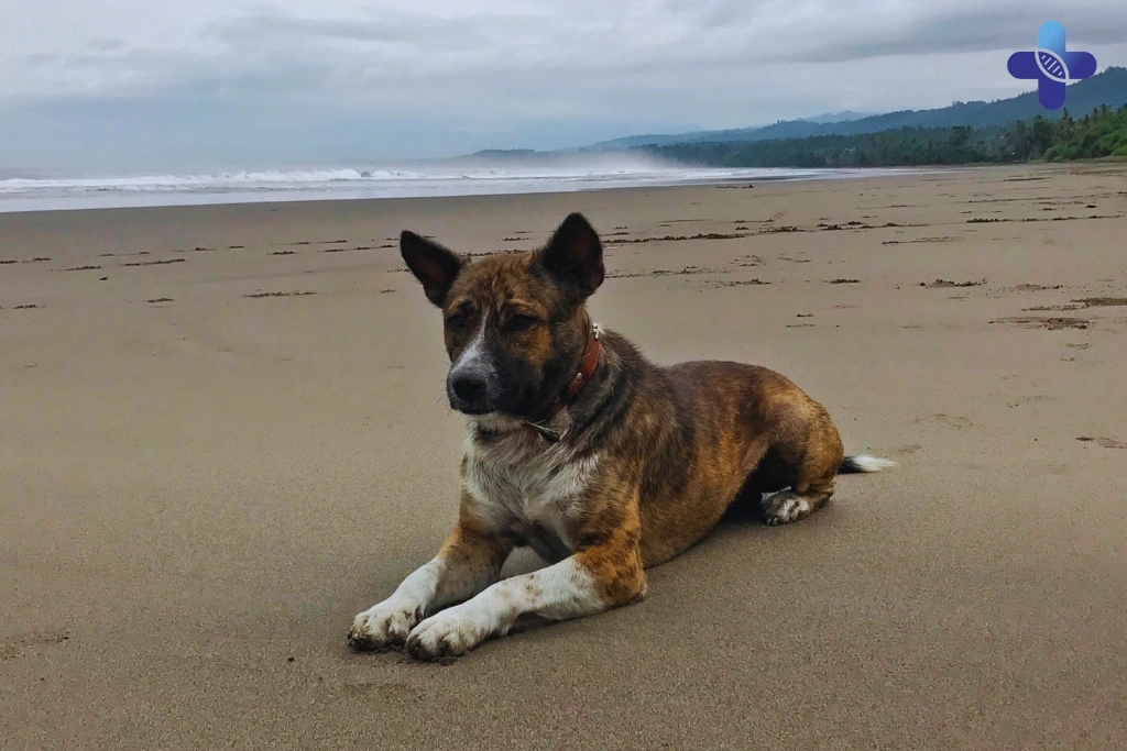 A Parent's Playbook for... Bali's Dog