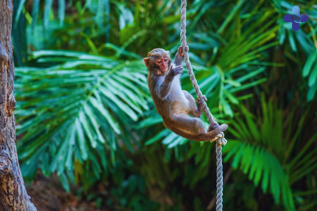 A Parent's Playbook for... The Monkeys