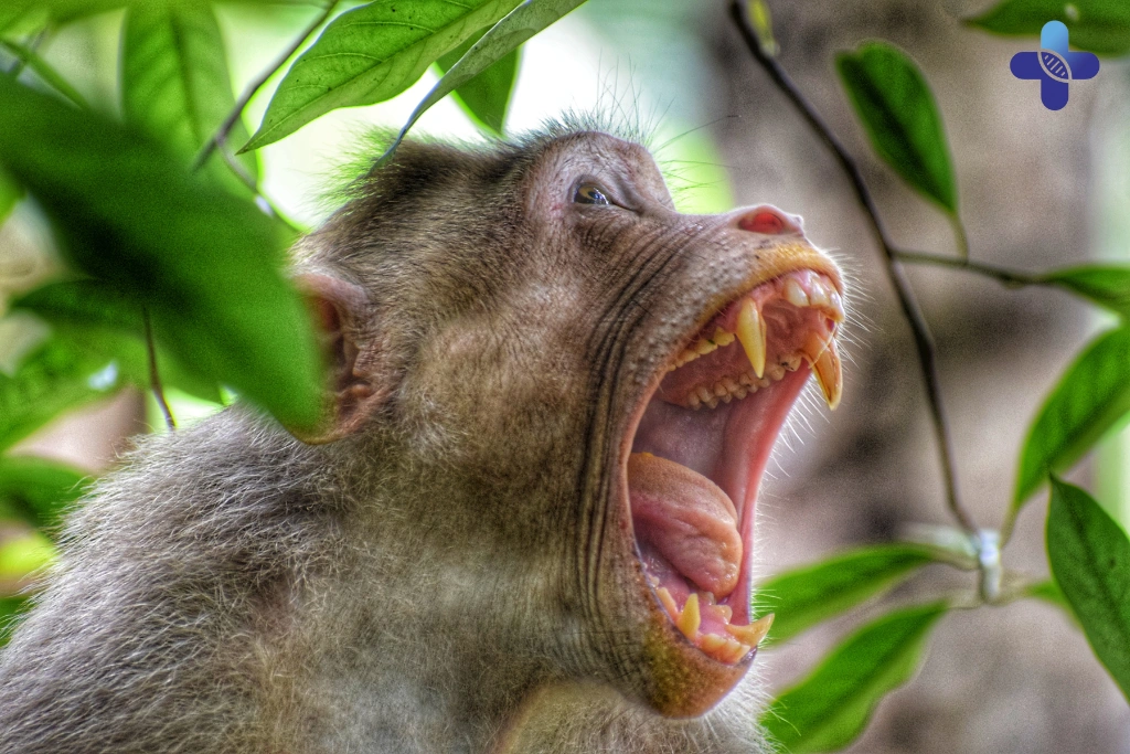 Bitten or Scratched by a Monkey in Bali_ Follow These Steps NOW