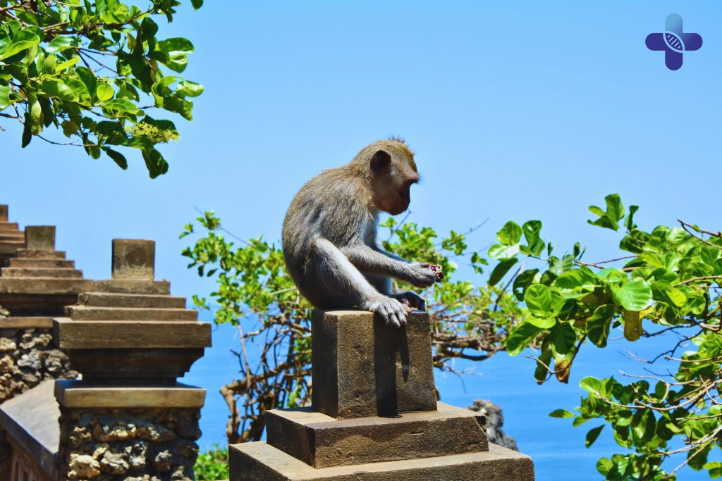 Clever Thieves__ The Famous Bartering Monkeys of Uluwatu