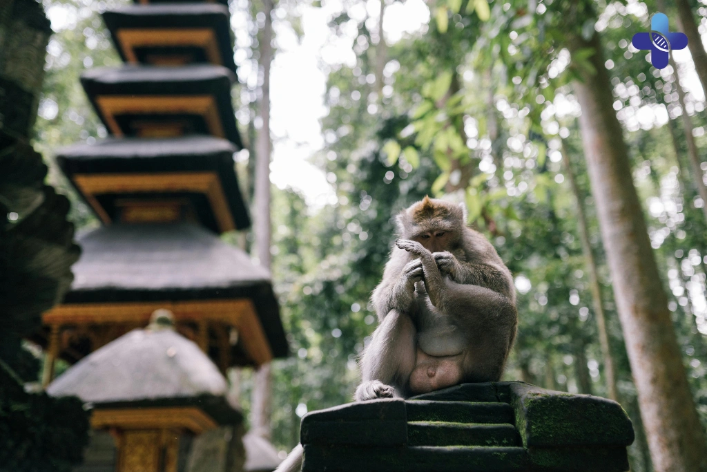 Conclusion Bitten by a Dog or Monkey in Bali_ Rabies Prevention Steps (2025)