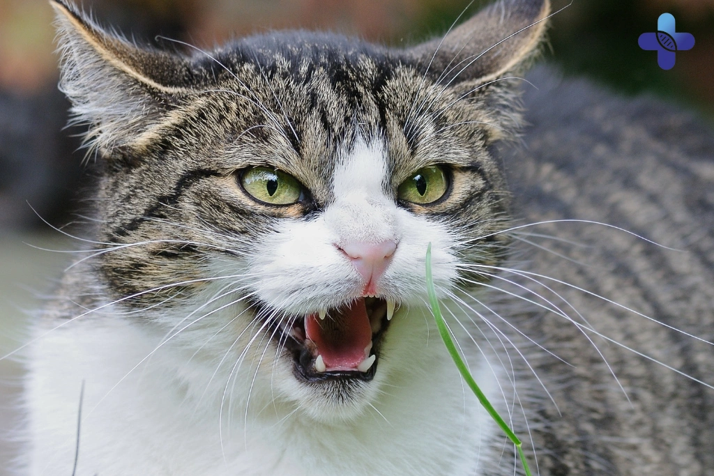 Scratched by a Cat in Bali_ A Doctor's Guide to Infection & Rabies Risk