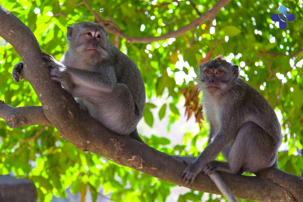 The Brains of the Balinese Temples_ Understanding the Long-Tailed Macaque