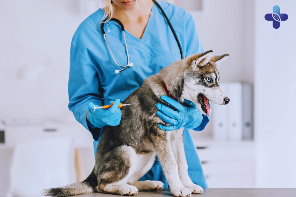 The Pre-Travel Checklist_ What Your Pet Needs