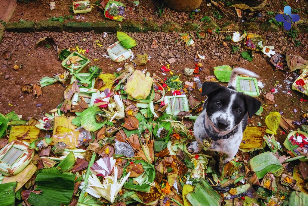 The Role of the Dog in Balinese Society