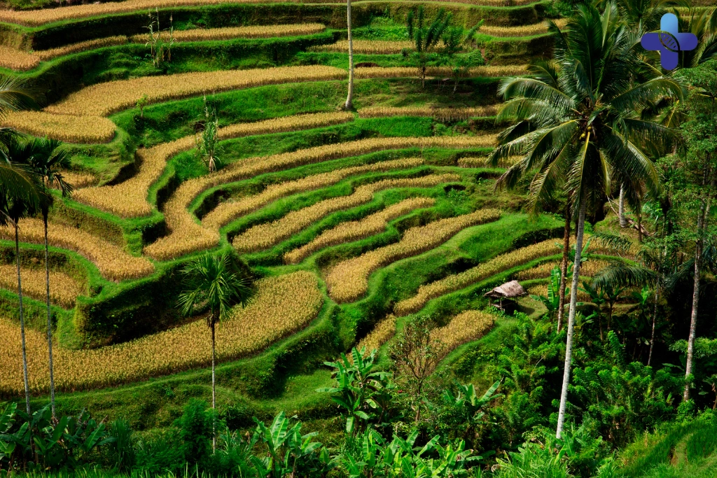 Conclusion Recurring Headaches and Weakness During Bali Vacation (2025)