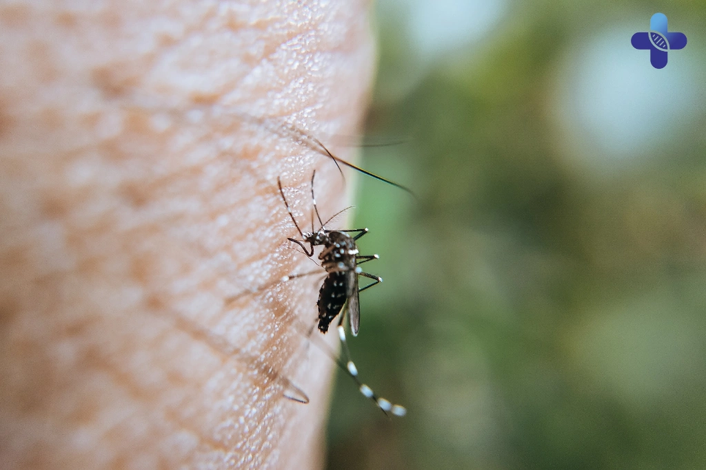 How Bali’s Mosquito Season Could Affect Your Health