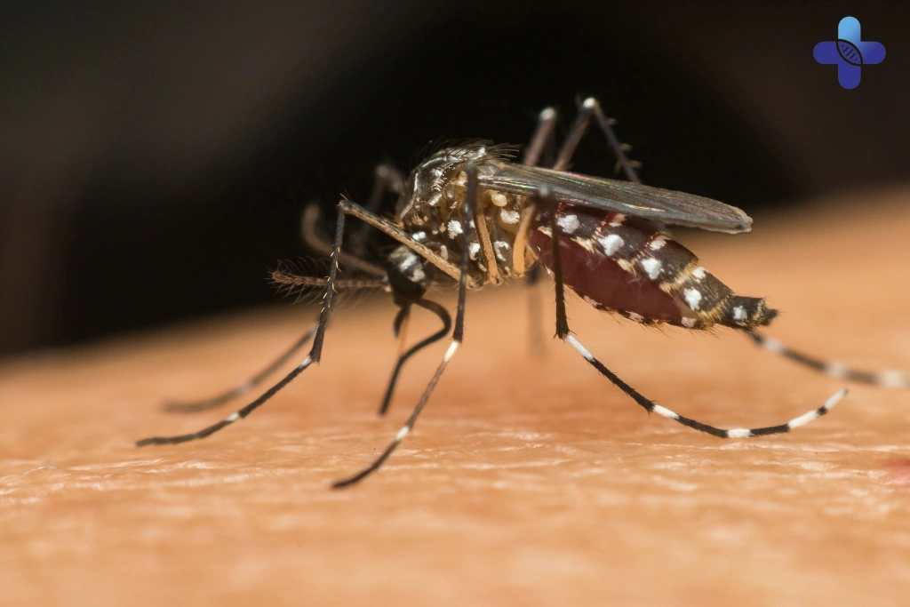 Mosquito Bites in Bali – More Than Just an Itchy Nuisance