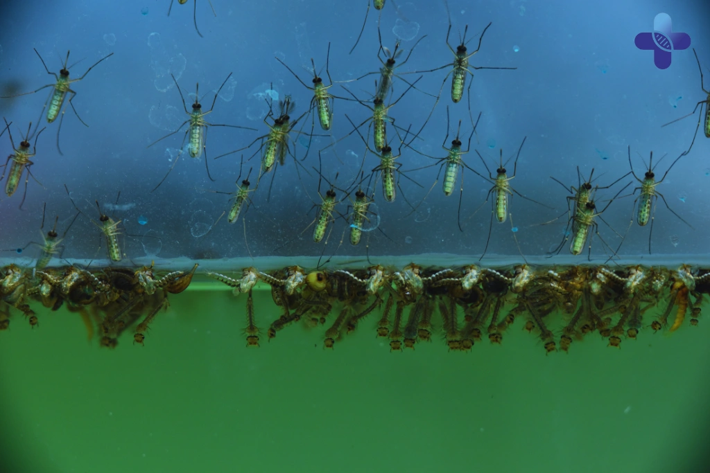 Understanding Bali’s Mosquito Season
