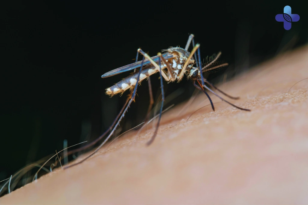 Understanding Mosquito-Borne Illnesses You Might Encounter in Bali