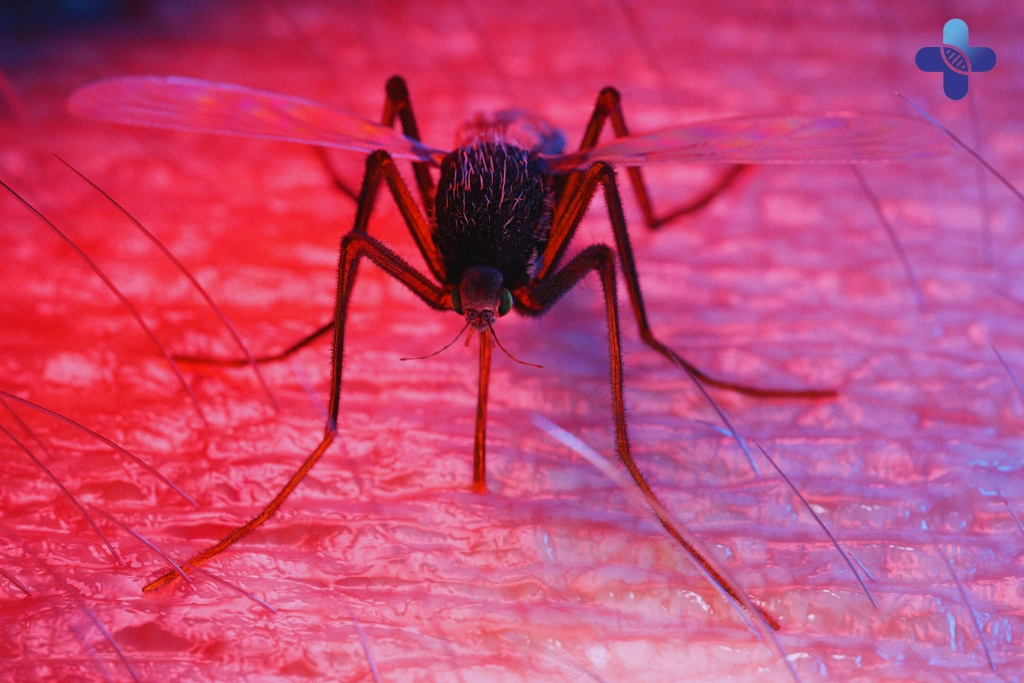 Why Mosquito Bites in Bali Deserve Your Attention