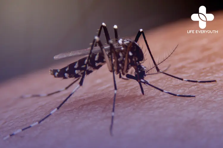 Dengue Vaccine - Life Everyouth Healthcare