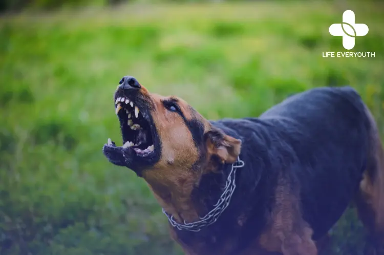 Rabies Vaccine & HRIG - Life Everyouth Healthcare