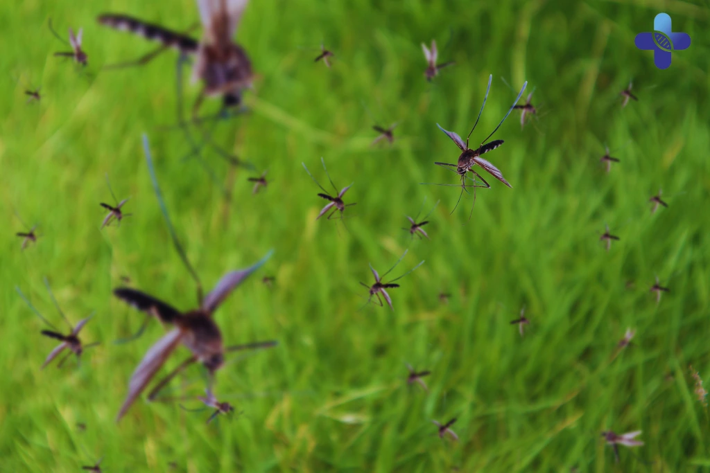 Mosquitoes in Paradise — The Hidden Risk Most Tourists Forget