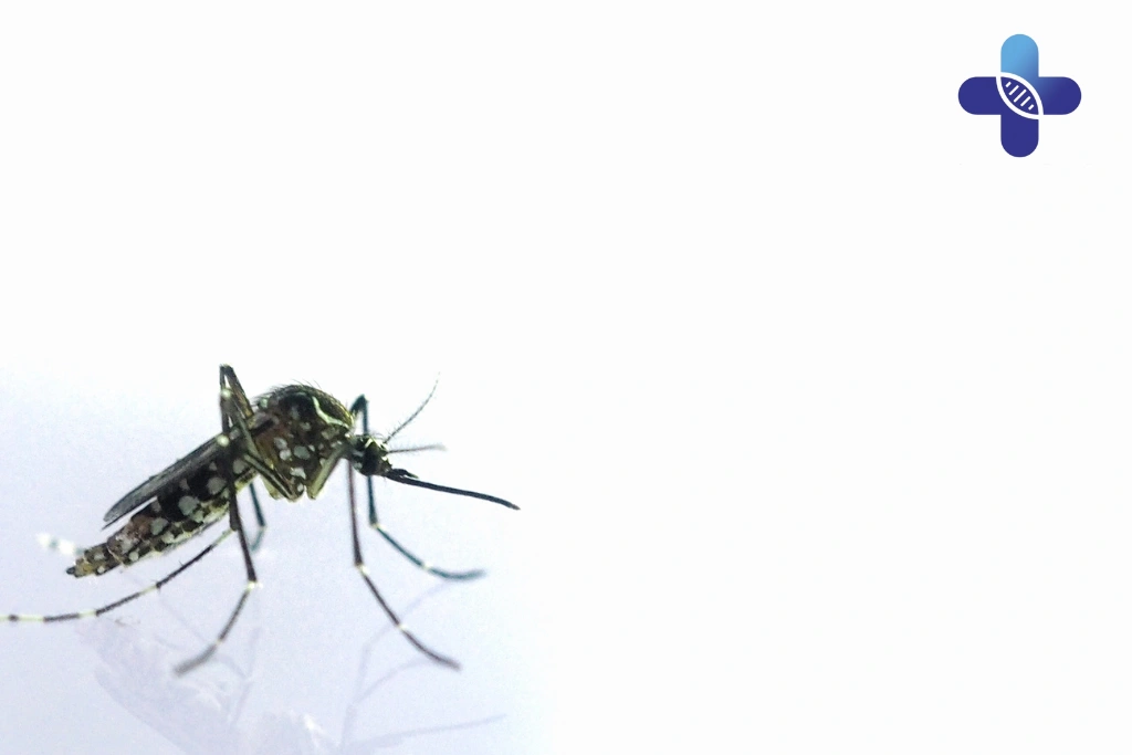 Chikungunya Prevention in Bali_ Essential Medical Steps to Stay Safe and Healthy with Life Everyouth Bali