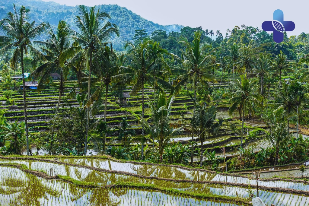 Conclusion How Bali’s Climate Affects Digestion and Hydration