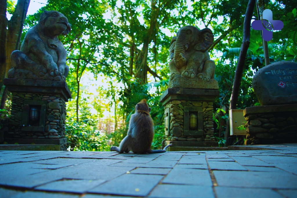 Conclusion Reliable Rabies Vaccine in Bali – Trusted Clinics for Expats & Travelers