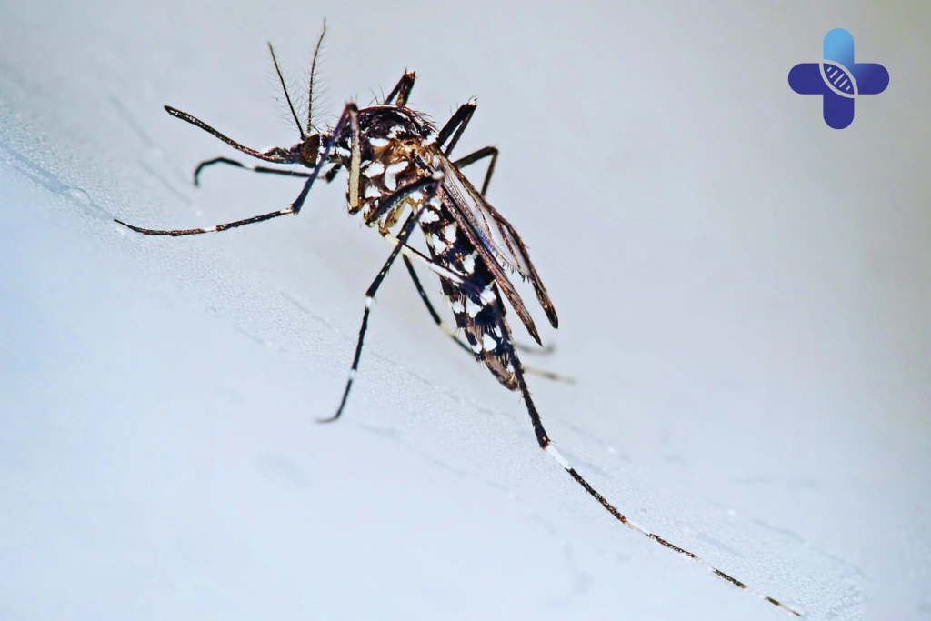 IV Drip Therapy for Fast Recovery After Chikungunya in Bali_ Restore Energy and Rehydrate at Life Everyouth