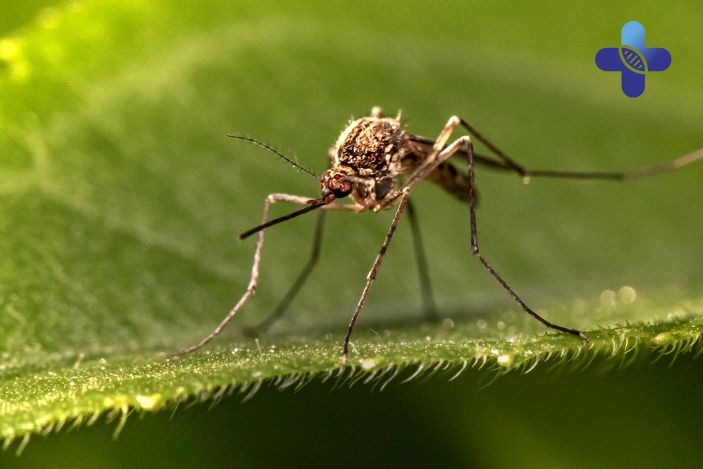 Recognizing Dengue Early_ Why Rash, Headache, and Body Pain Matter in Bali