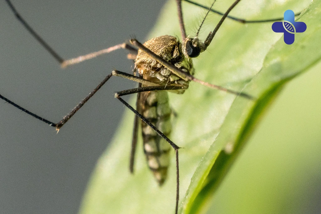 The Role of Hydration Therapy in Managing Tropical Illnesses