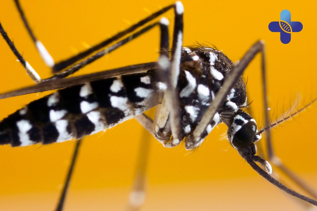 Travel Tips to Avoid Dengue During Bali’s Rainy Season