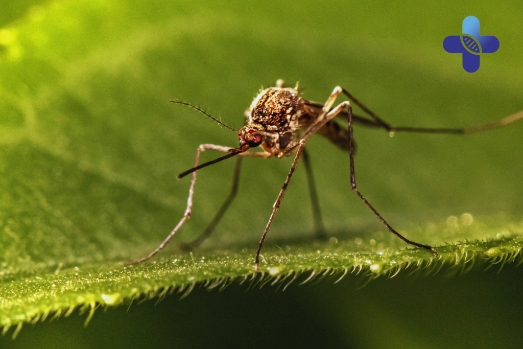 Tropical Doctor Consultation in Bali_ Early Detection and Effective Chikungunya Management with Life Everyouth Bali