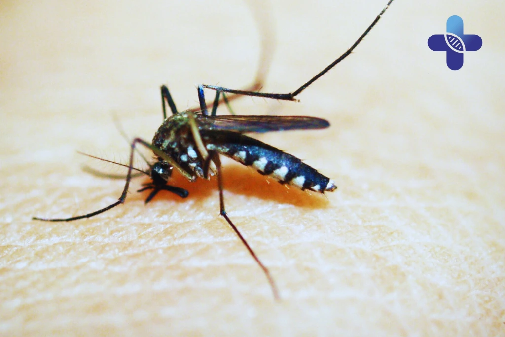 Why Dengue Often Appears Days After You’ve Been Bitten