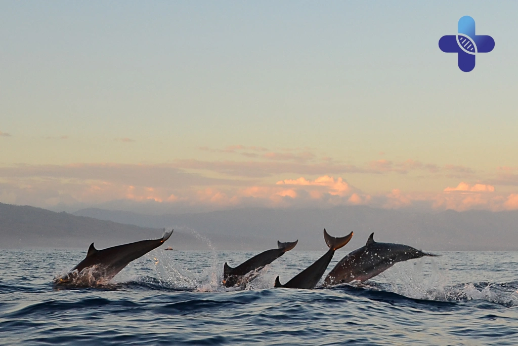 Conclusion Allergy vs Bali Flu Symptoms_ What Expats Must Know