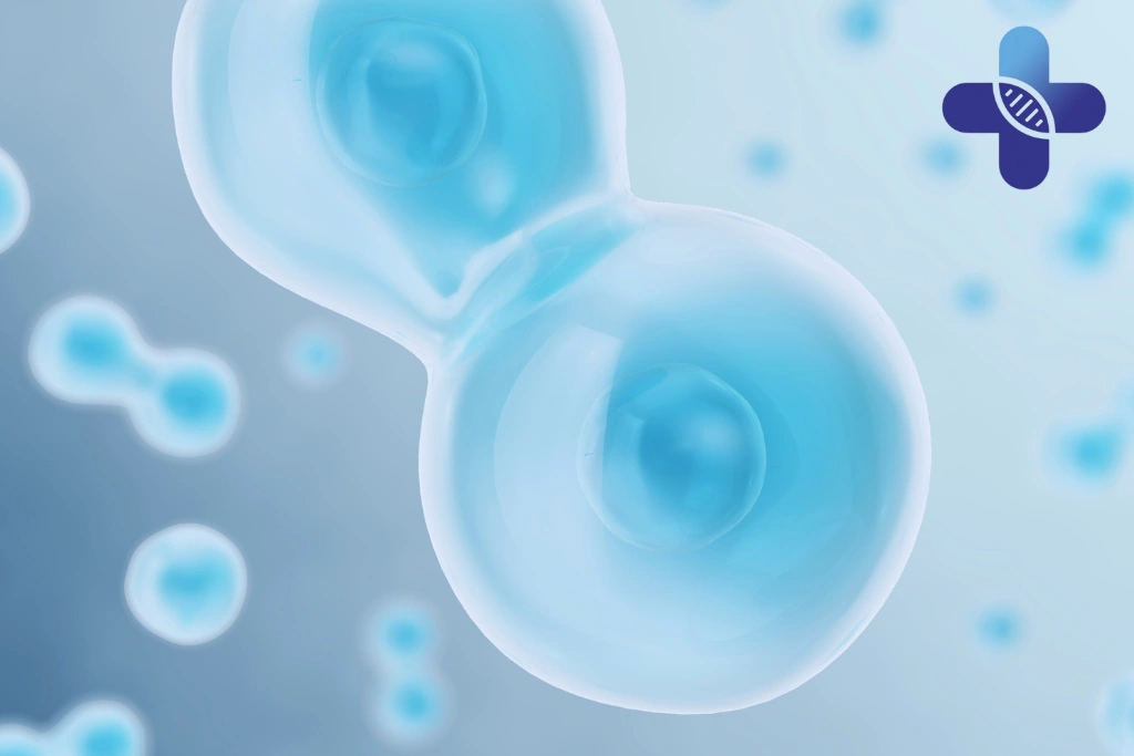 Conclusion - Stem Cell Therapy Results Timeline_ What to Expect