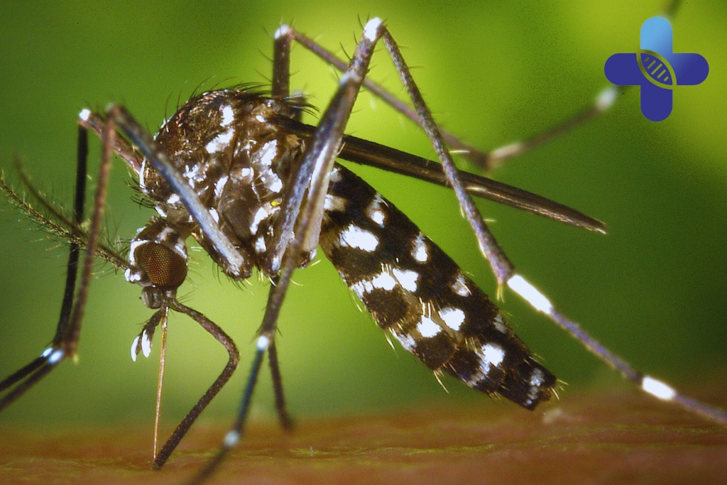 How Do Travelers Reduce Dengue Risk in Bali
