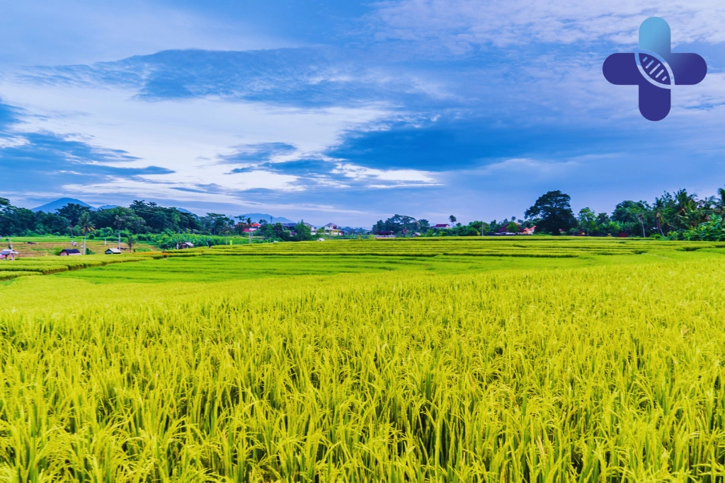 Conclusion - Climate and Alcohol Effects in Bali_ What Travelers Should Know