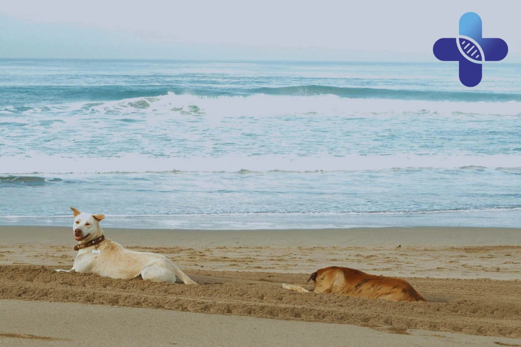 Conclusion - Immune System Changes During Travel_ What Travelers Should Know