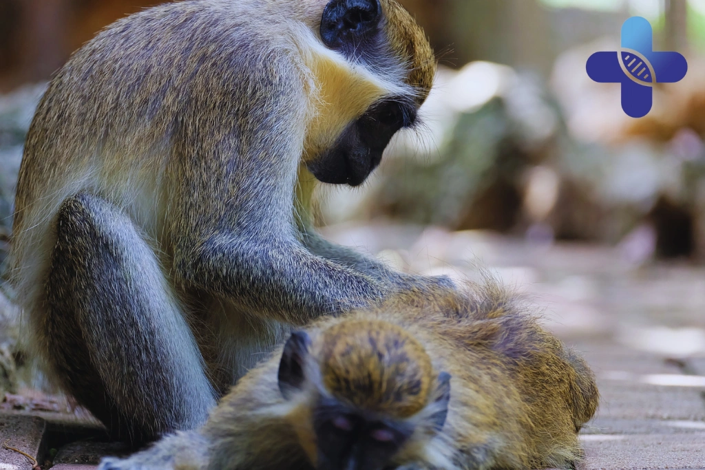 Is Every Dog or Monkey Bite in Bali Dangerous
