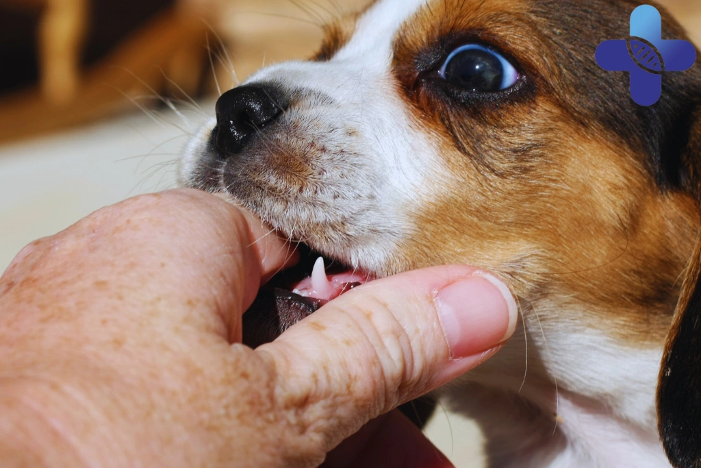 Animal Bites in Uluwatu_ What Travelers Should Do After a Dog, Cat, or Monkey Bite