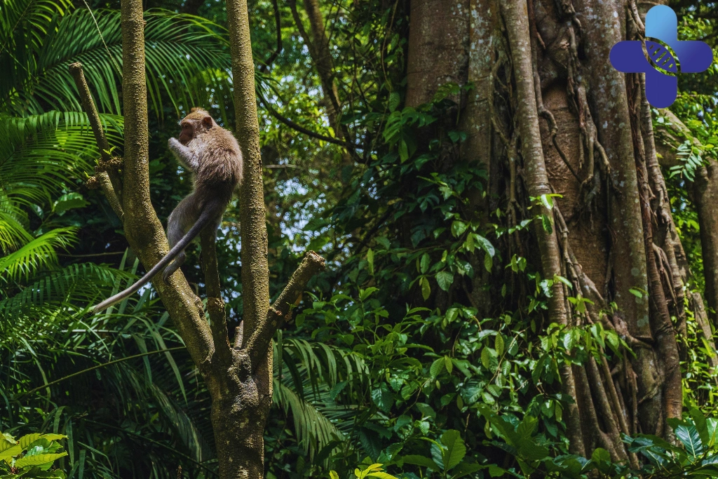 Animal Encounters in Ubud_ What Travelers Should Know About Bites, Scratches, and Rabies Awareness