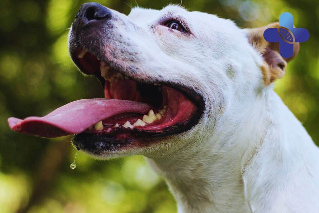 Animal Saliva on Broken Skin in Ubud_ When Travelers Should Seek Medical Guidance